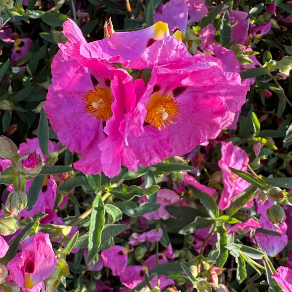 Englantine Rose Floral Print Long Gown / Maxi Dress by Bergdorf Goodman -  S - Picture 10 of 16